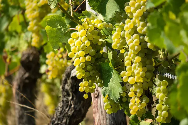 vin blanc fondue suisse